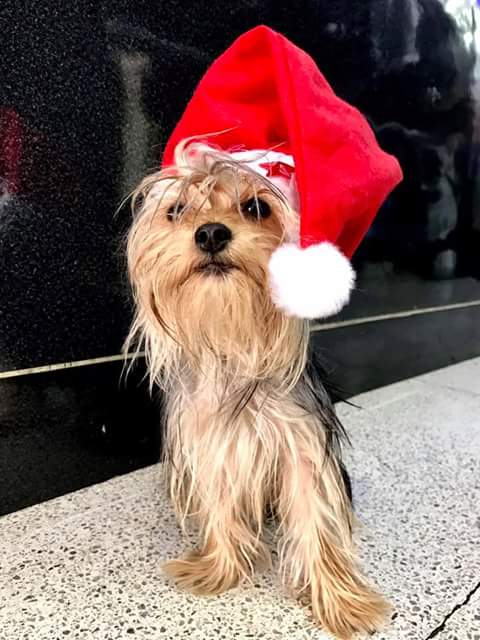 Dannnnigomez's tweet photo. #SeBuscaSammy fue robado de Recoleta hace 11 días! Se ofrece recompensa y su amo esta desesperado en casa. Ayuden con un RT por Favor! https://t.co/vHcscQorvV