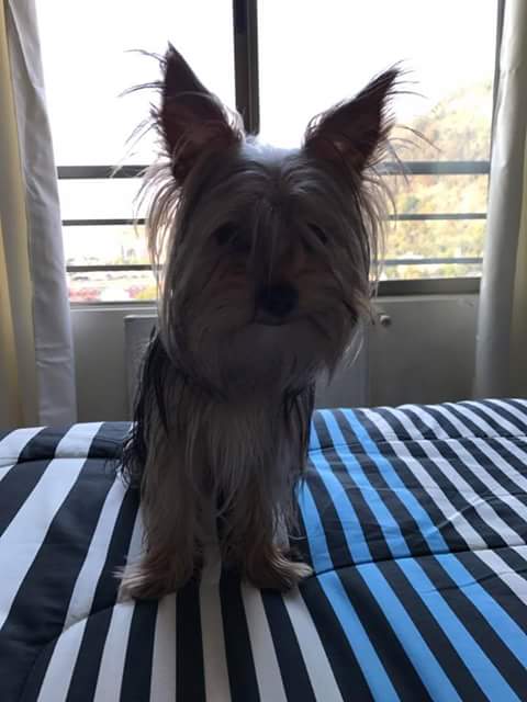 Dannnnigomez's tweet photo. #SeBuscaSammy fue robado de Recoleta hace 11 días! Se ofrece recompensa y su amo esta desesperado en casa. Ayuden con un RT por Favor! https://t.co/vHcscQorvV