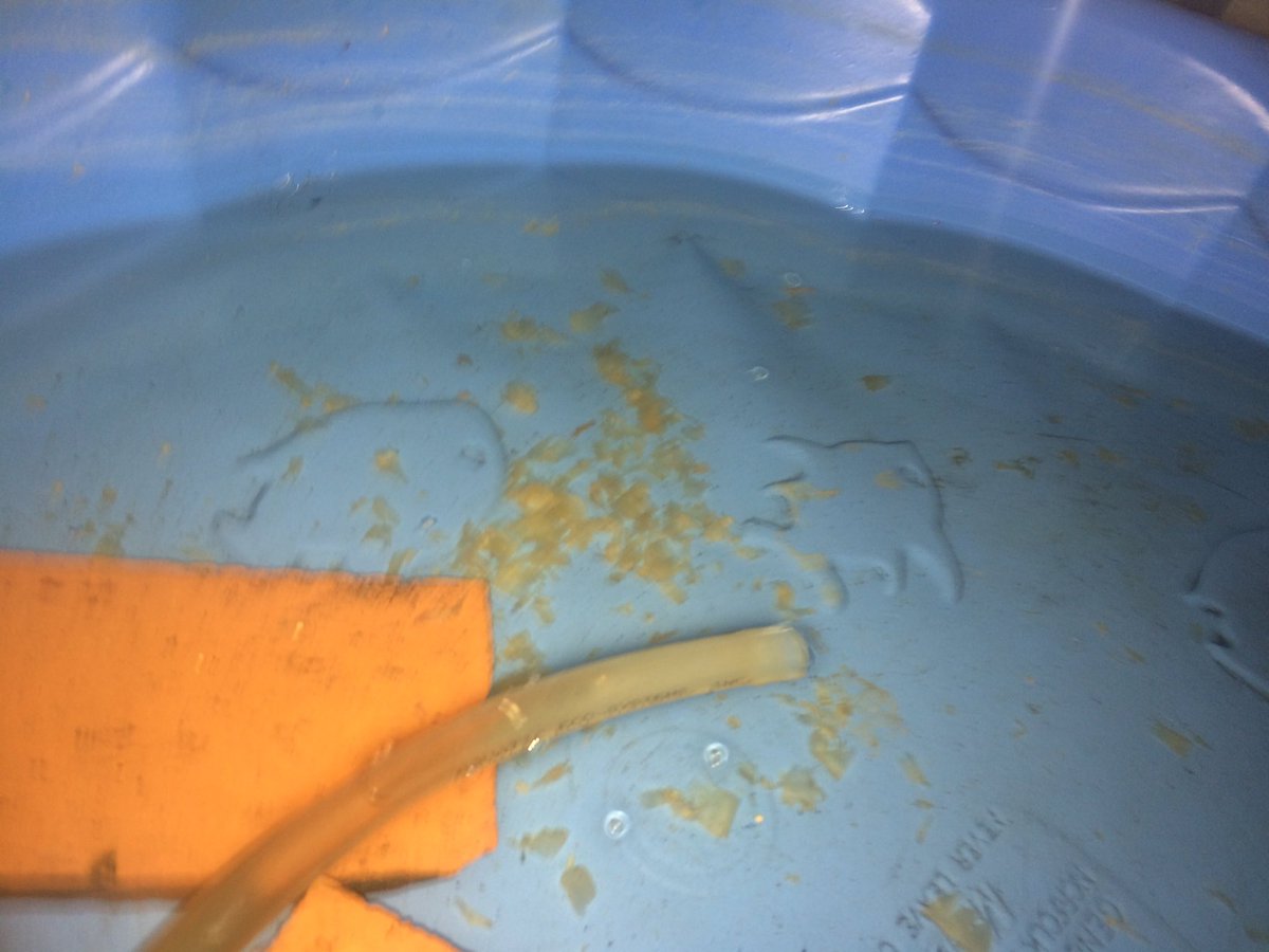 FilterFrenzy28's tweet photo. Mushrooms 🍄 Day 1 #FilterFrenzy #Cyanobacteria https://t.co/paYyrCKEtM