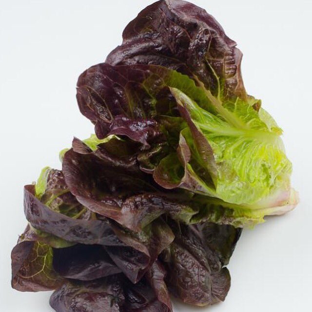 CARNEVINO's tweet photo. Red Little Gems Lettuce which we feature with Apples, Onions, Guanciale, and a Gorgonzola Vinaigrette. #intuitivetuesday @IntuitiveMrktLv https://t.co/6knBJ283DB