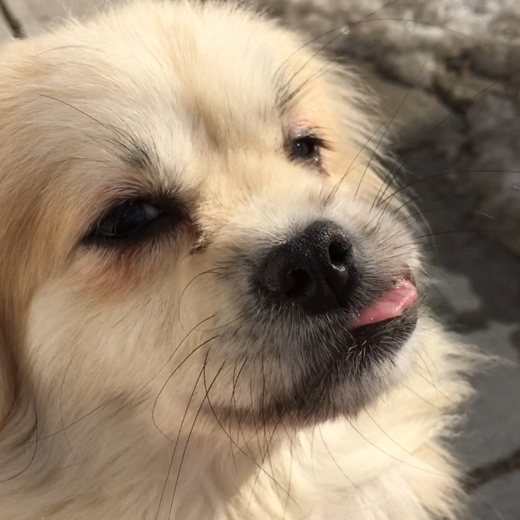 Animatch_'s tweet image. Jada!! You silly girl! Click the link to learn more about this 3yr Pekingese bit.ly/2mq6mIt