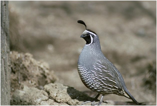 StealthPodX's tweet photo. Hunting quail? Why is walking into the wind your best bet? Get this &amp; other tips from Stealth Pod X here: https://t.co/qQ0nstiScR https://t.co/8NptkZoOiP