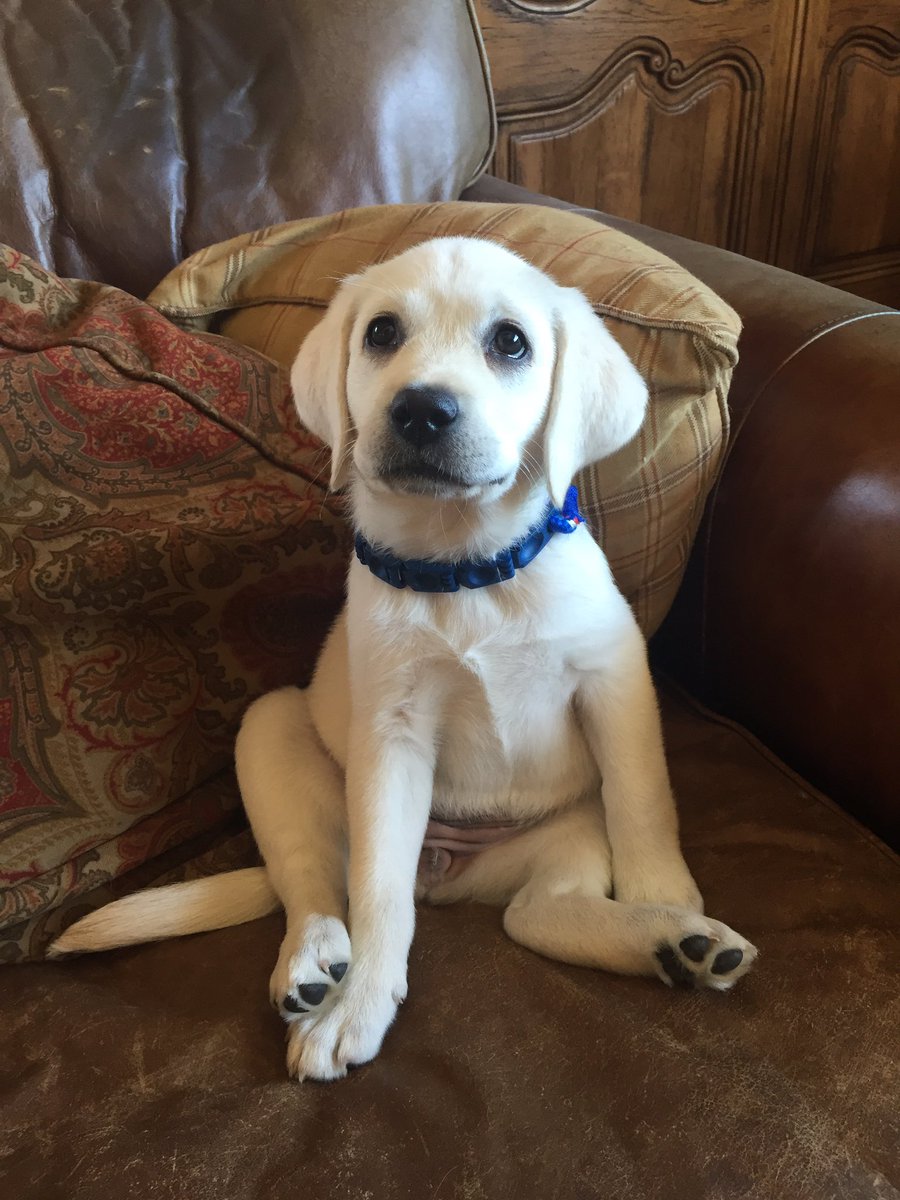 fatherdowling's tweet image. Doing my part for #counterprogramming here&apos;s a puppy