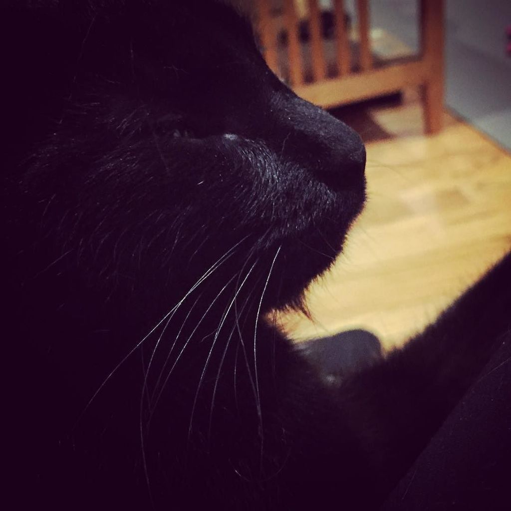theUniverseSays's tweet image. Is it a goatee or a soul patch or what? #blackcat #straycat #outsidecat ift.tt/2lRhCAr