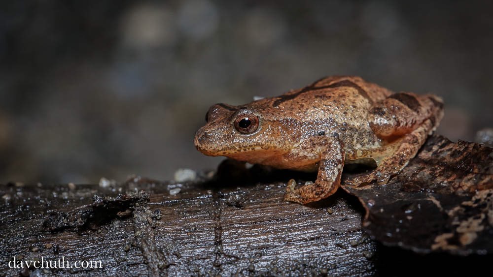 NatickBobCat's tweet image. Uh, guys? Feb 28 is a little early for the chorus to start in #Natick, no? #SpringPeepers