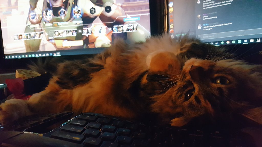 RooSmash_'s tweet photo. Playing @PlayOverwatch with my #deskkitty Nidalee... Really enjoying the new patch! :) https://t.co/B9f8SU7wed