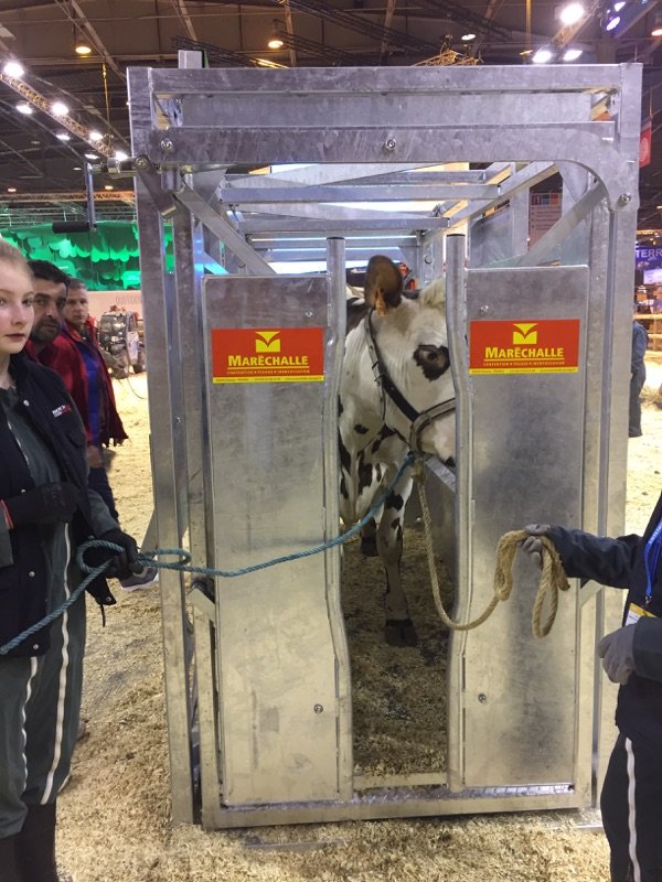 Robisback2017's tweet image. Pendant que Frimousse, elle était à la pesée 🐮 #TNLA2017