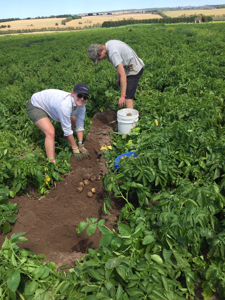 dan_potatoes's tweet image. Nice warm day to do some 3mtr yeild digs! #potatoes #biofumigant #crisps @fry_anna32 @SoilWealth @SoilFirstTas