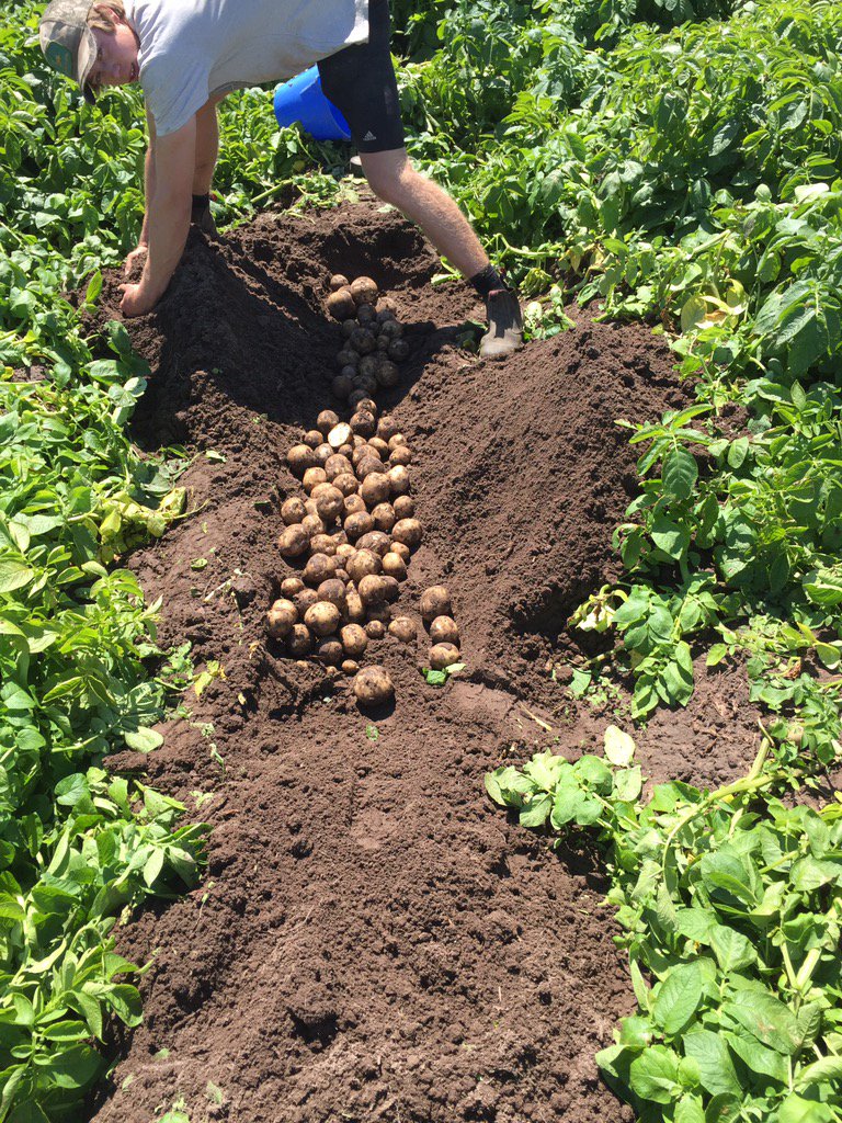 dan_potatoes's tweet image. Nice warm day to do some 3mtr yeild digs! #potatoes #biofumigant #crisps @fry_anna32 @SoilWealth @SoilFirstTas