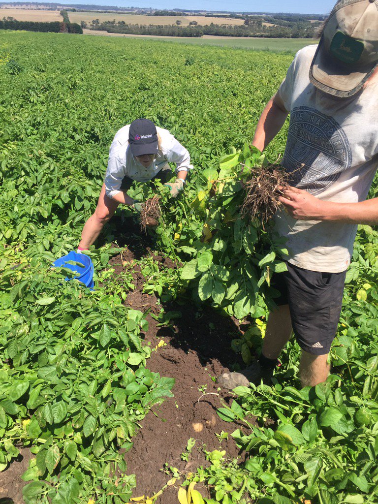 dan_potatoes's tweet image. Nice warm day to do some 3mtr yeild digs! #potatoes #biofumigant #crisps @fry_anna32 @SoilWealth @SoilFirstTas