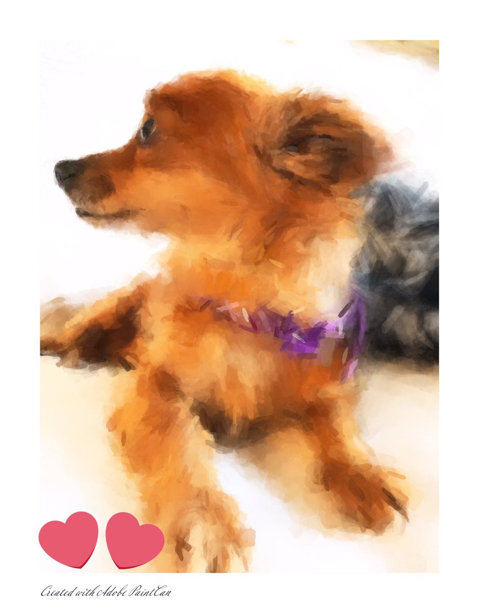 Singerat52's tweet image. Roxie, my sweet 2 yr old fur baby chihuahua-dachshund mix.