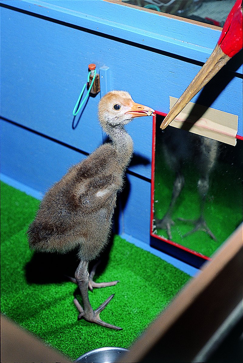 上野動物園 公式 お答えします こちらは ずばり鶴に変身できてしまう服です といっても 遊ぶためではありません 時折 動物園では飼育係がお母さんの代わりに赤ちゃんを育てることがありますが 人間を本当の親だと思いこむ 刷り込み を防