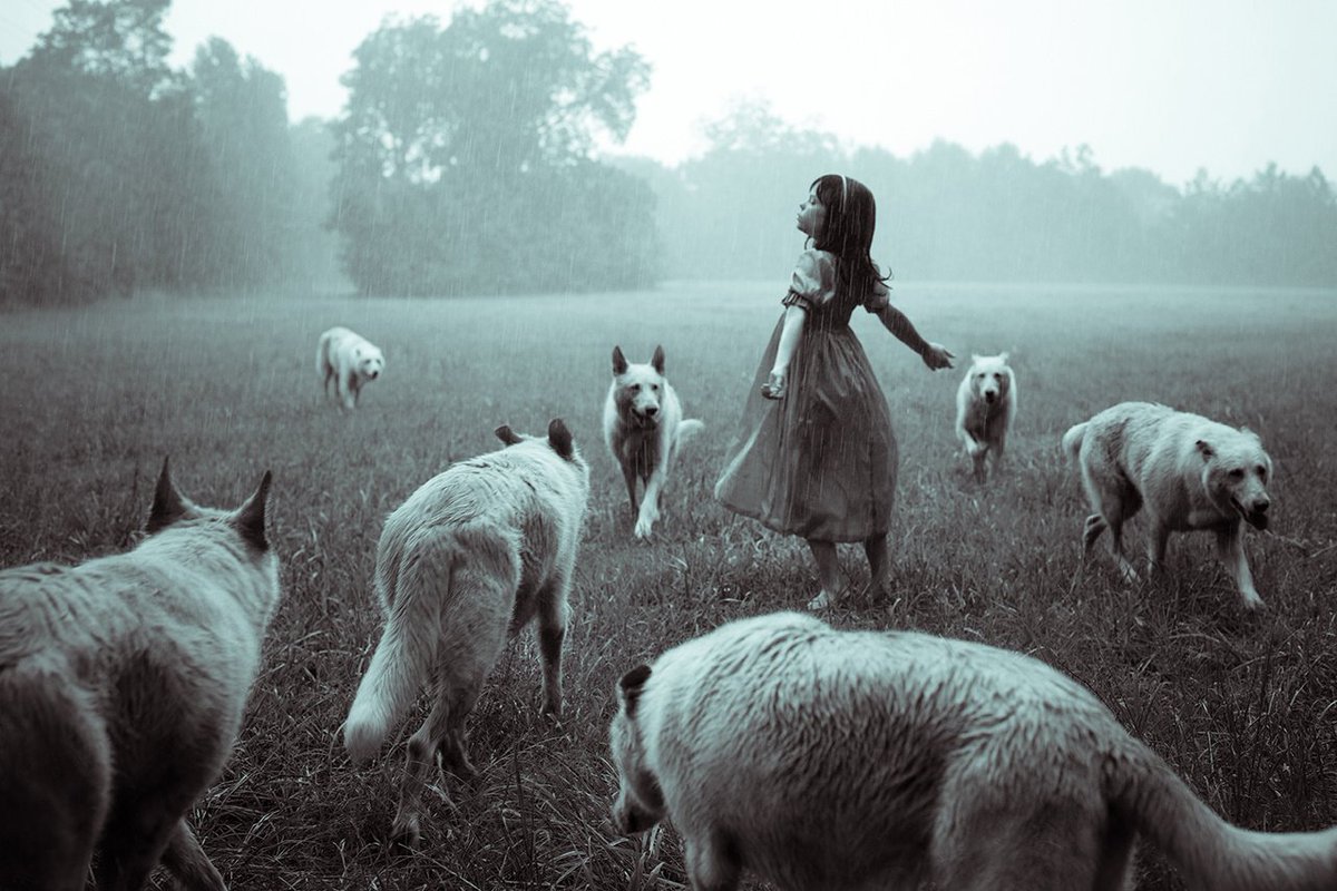 Incredible imagery by photog, Kelly Lewis! Follow #JulesStewartProject for more amazing wolf stuff! instagram.com/julesstewartpr… #savethewolves