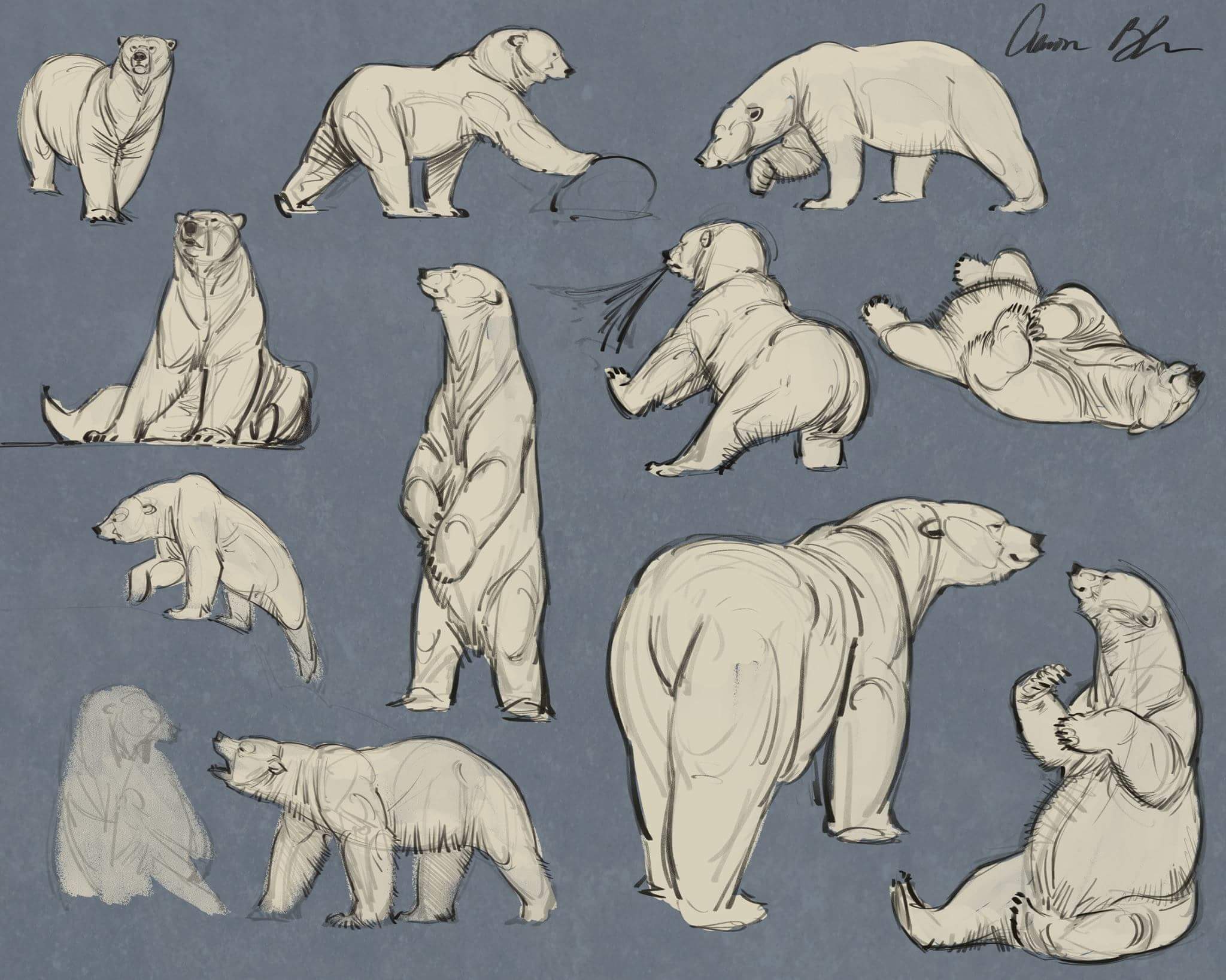 Polar bear head. Ink black and white drawing Stock Photo - Alamy