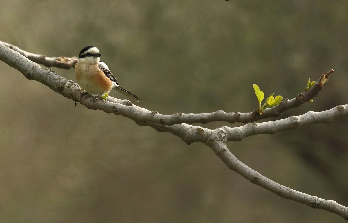BirdingInGreece's tweet photo. Are you ready to go Birding in Greece this spring? https://t.co/Jm31L60syD