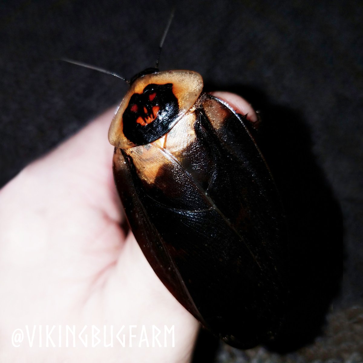 VikingBugFarm's tweet photo. Death's Head #Cockroach #Blaberus craniifer #deathshead #insects #petbug #roaches #strangepets #bugs #feederinsects #pet https://t.co/xUQHijvEcM