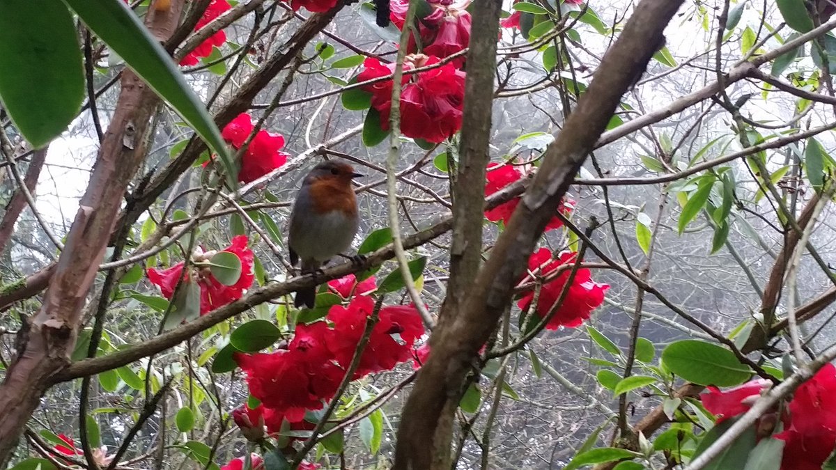 Little Bob looking after things in the garden #dorset #gardening #Horticulture  #birdwatching #robin