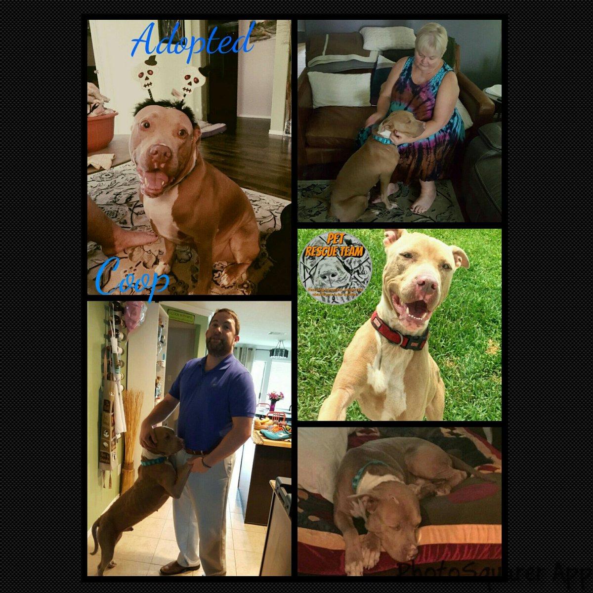 Coop has found his furever family... nothing but happy tails ahead. #PRTSuccessStories #Adopted #AmStaff