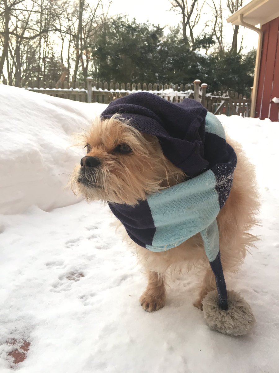 Teller_Hill's tweet photo. If I have to walk in the cold at least I will look good doing it! #doglover #stormstella #grumpygriffon #BlogPawsChat https://t.co/1ZkrxZvyAg