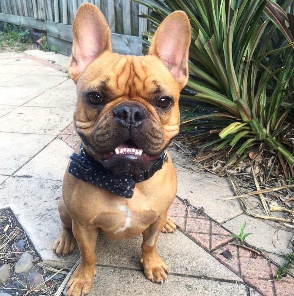 Awdogs's tweet photo. Cute 🐶@melbournedogspotter ❤️💖💕 Smile for the camera 📷
*
*
*
*
*
*
*
#Awdogs #Awdog #Dog #… https://t.co/V03bwPZYq3 https://t.co/kQXRRiXGkP
