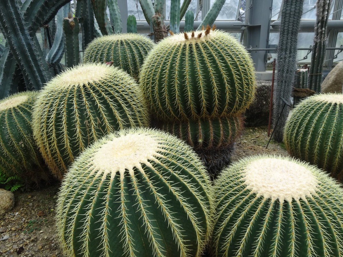 amazonaka's tweet image. サボサボサボボボボボ