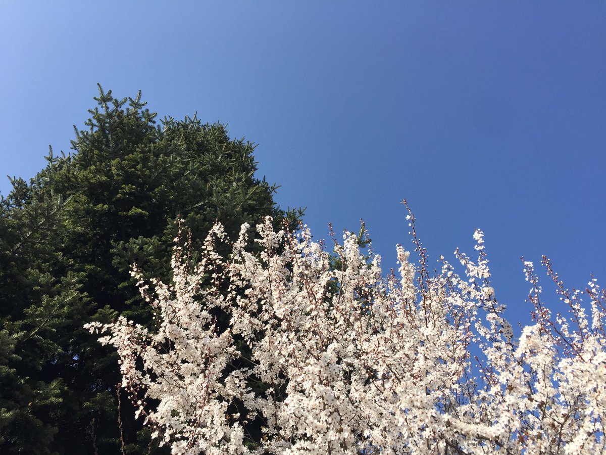 Spring is coming 🌷