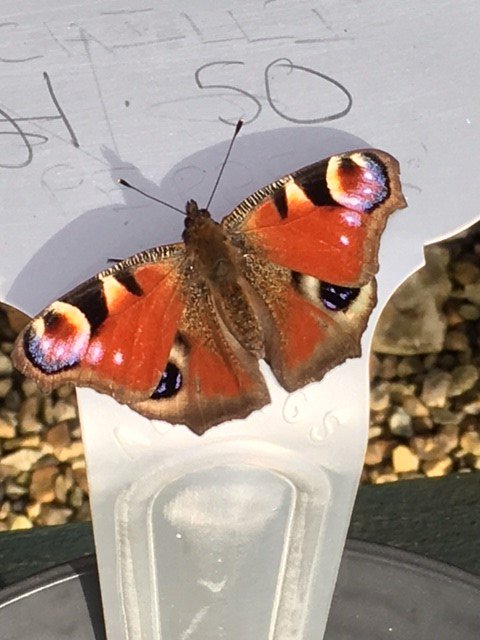 Spotted a little visitor in the Kitchen Garden today! <a href="/KentWildlife/">Kent Wildlife Trust</a> #beautiful #peacock #butterfly #nature