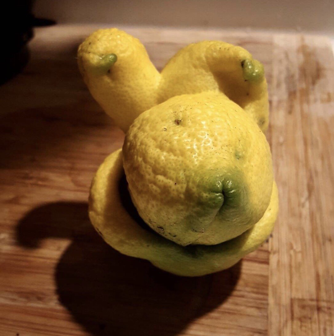 It's a face! It's a lemon face! 🍋😄 IG Pic by <a href="/genever_p/">.</a> #FacesInFruits #IseeFaces