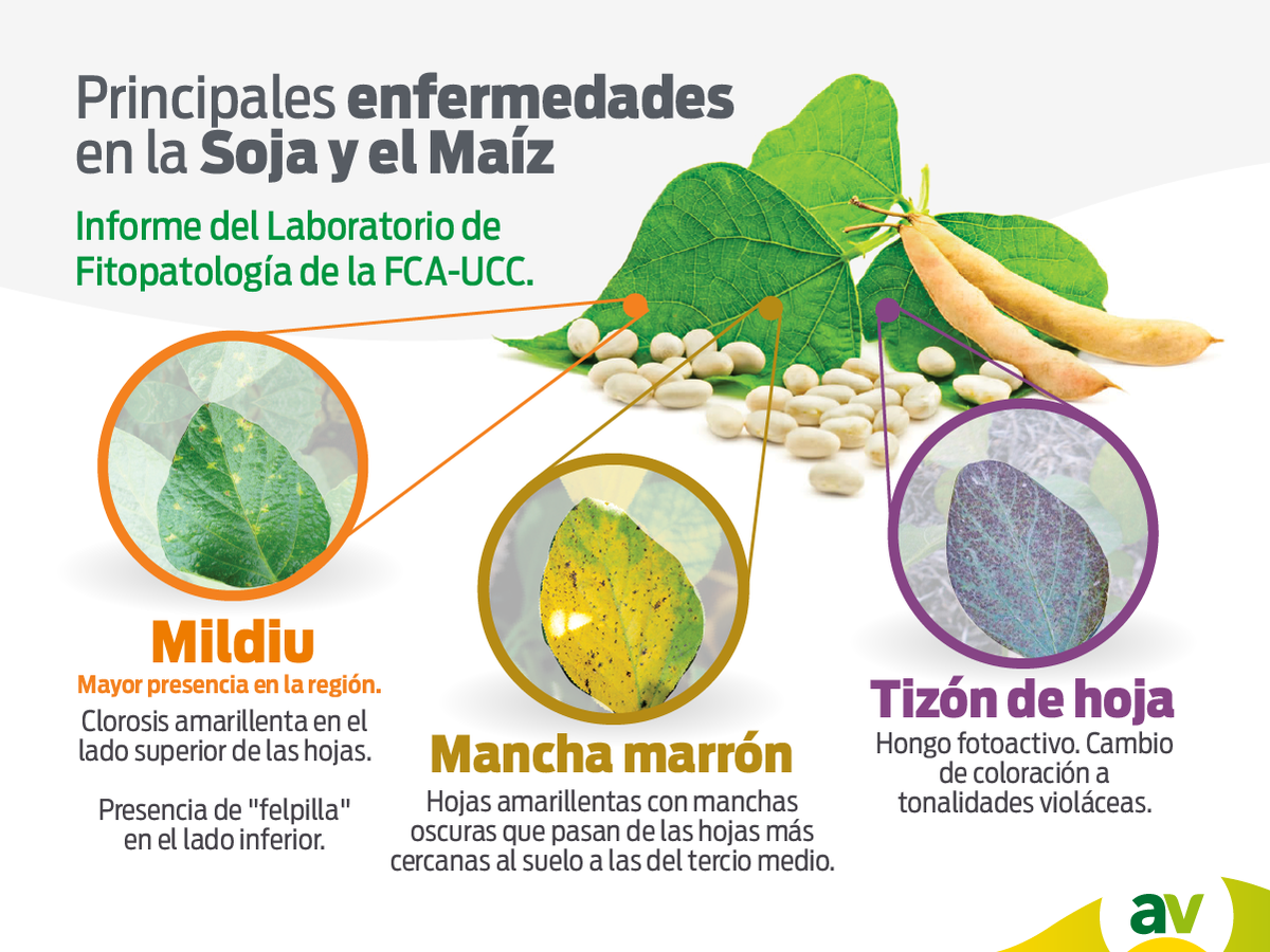 ¡Atención! Momento crítico para la situación fitosanitaria en la región norte de Córdoba. Medidas a tener en cuenta⬇
goo.gl/ggsYqU