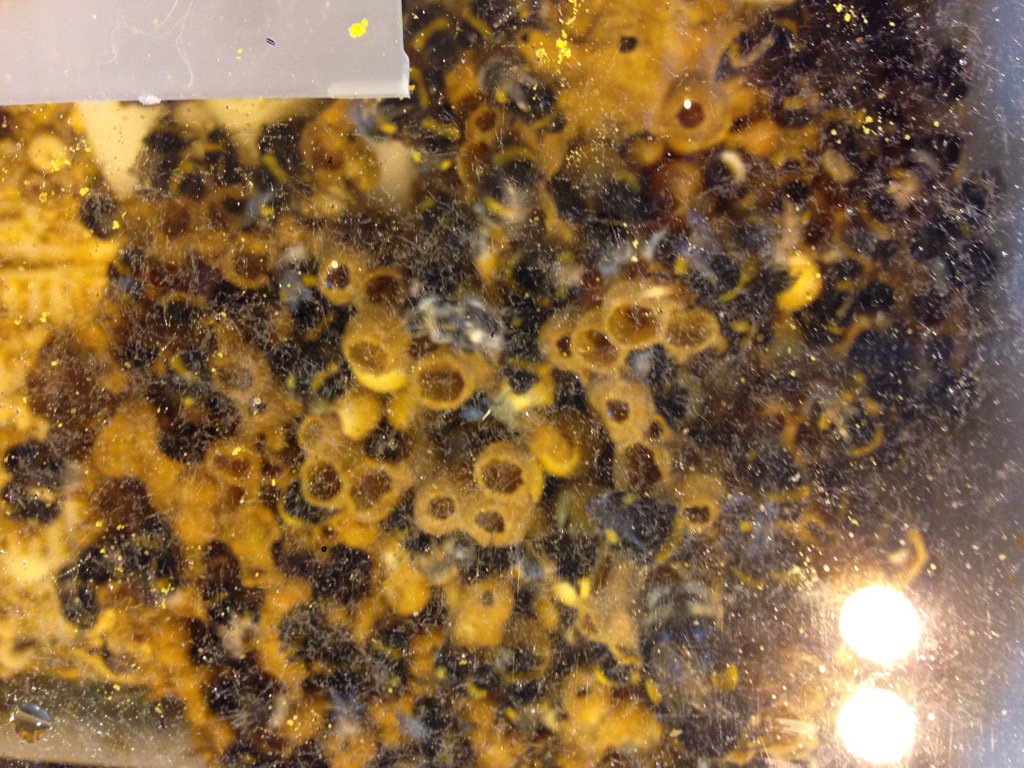 howarthsg's tweet photo. Inside the #bumblebee demo hive @RoyEntSoc #bigbangfair #NEC #Birmingham #bufftail https://t.co/Jt3snlfuNh