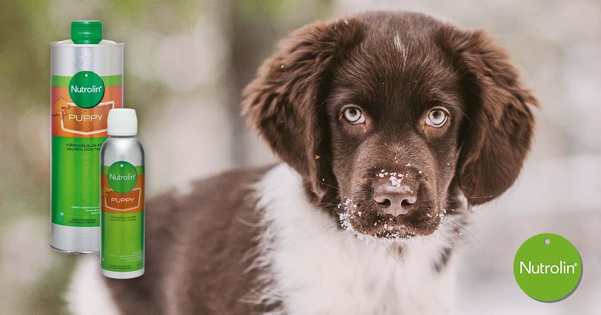 Nutrolin_com's tweet photo. Spring often means puppy time. Are you getting a puppy? Did you know omega-3 DHA is the key nutrient for development of the brain and eyes? https://t.co/HxRtqvDGOd