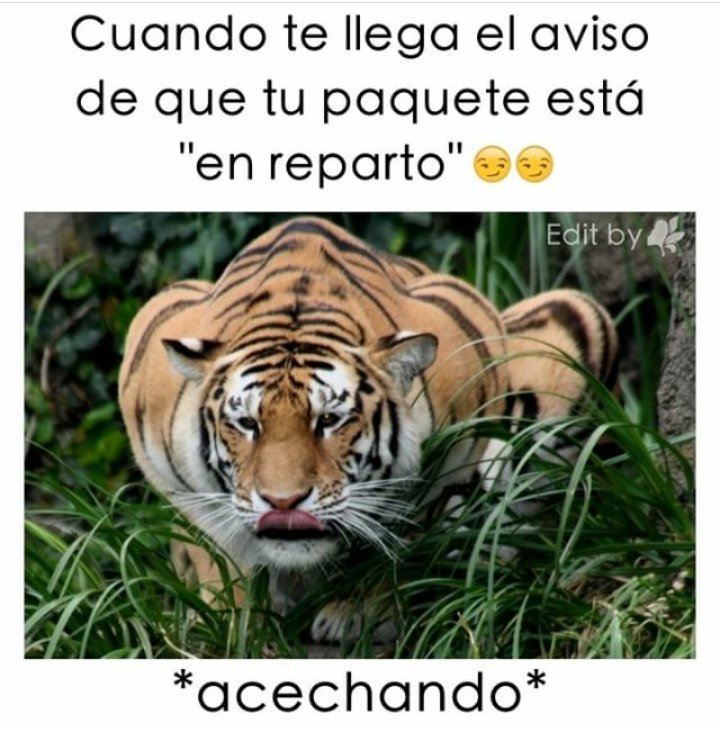 LaQueNoTeMiente's tweet photo. #Acechando 😍 https://t.co/gx4610JaOH