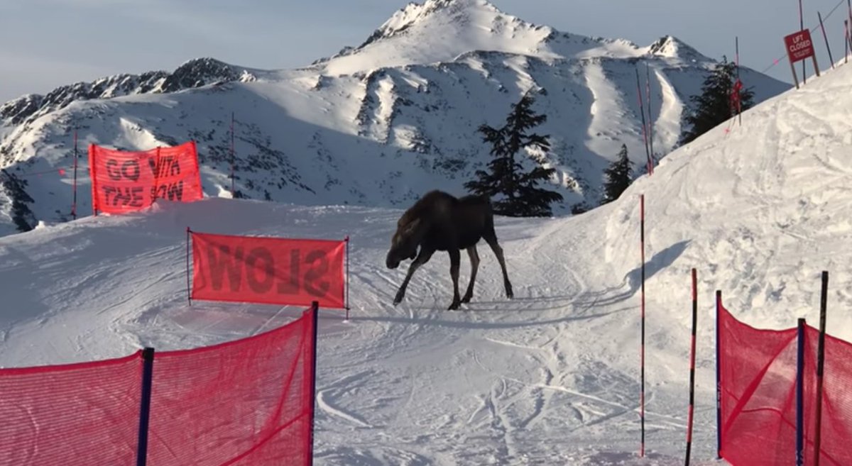 adndotcom's tweet photo. Caught on video: An angry moose charged skiers and boarders waiting for a chair lift at Alyeska https://t.co/RGAuHifrAc https://t.co/6KeHMgzMaO