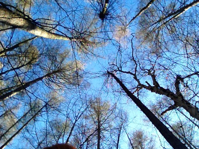 cecilestearn's tweet photo. Perfect day for shelter building with year 6 SASM Juniors @Surbiton_Church @YMCA_England https://t.co/jICzOPnxcR