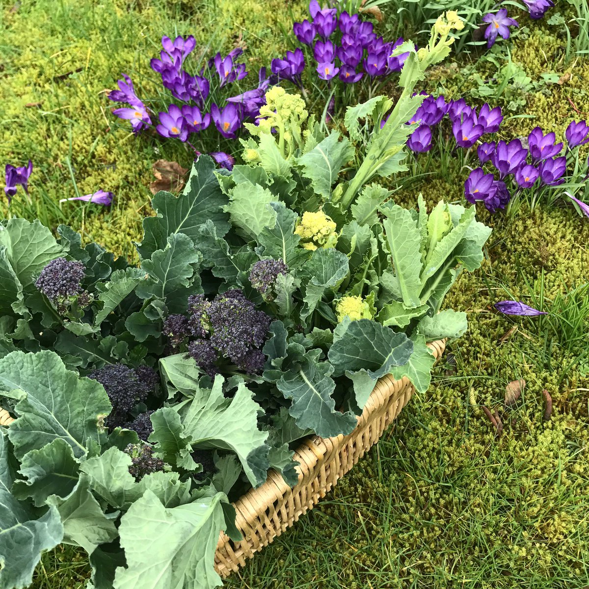 Purple + white asparagus with stalks so tender, you can eat it like asparagus