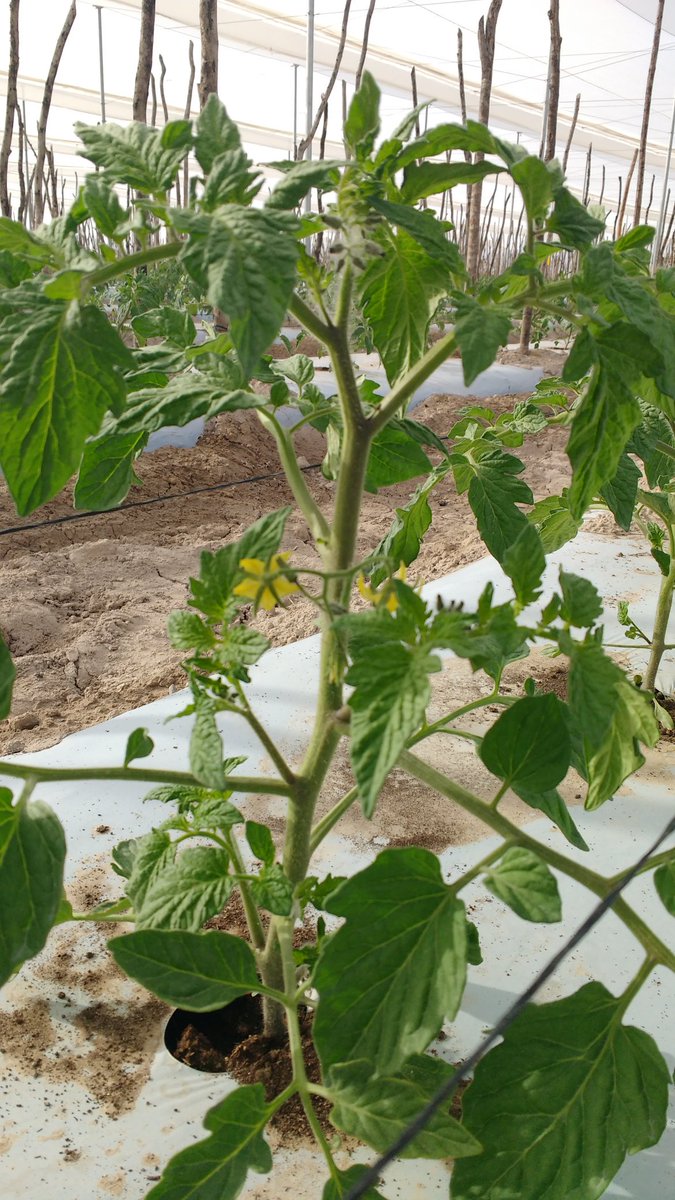 EdgarPeSe's tweet photo. Inician nuestros treatment en #Tomatoes     de #Biostimulants #Radifarm &amp; #Viva con nuestros #agricultores de #SLP @Ciceronmaza https://t.co/UUgLWpS0Bn