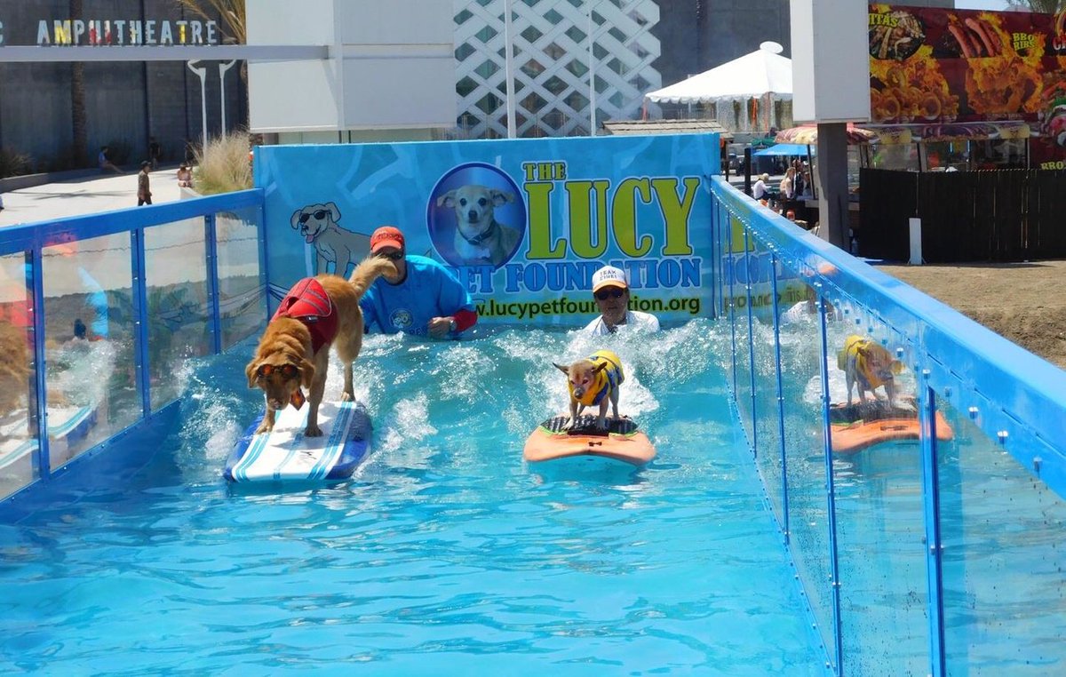 blogTO's tweet photo. Soon you can take your dog surfing in #Toronto https://t.co/yjSWstd4hH https://t.co/JfsdyJTNCq