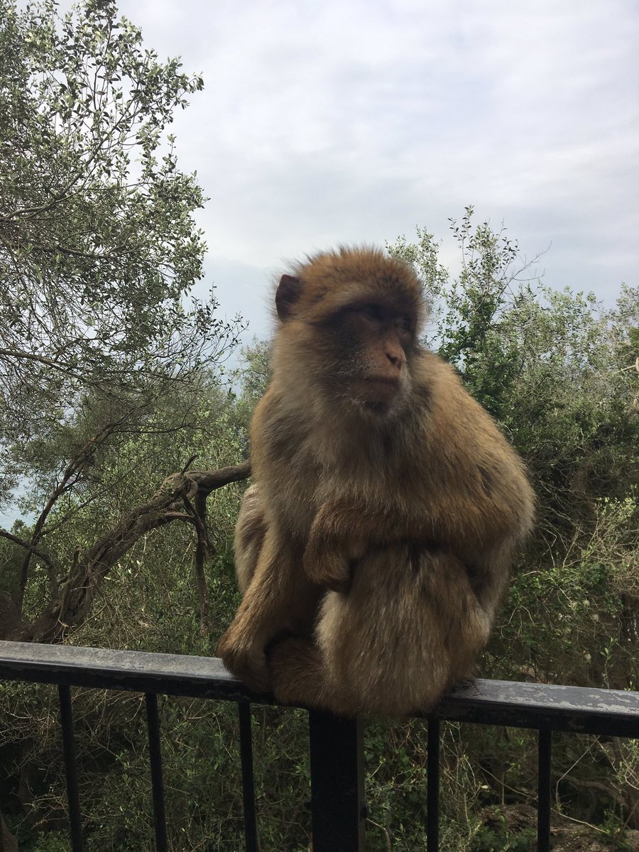 PVECSpain2017's tweet photo. Caves, apes, castles and a cable car- Gibraltar was spectacular! An early night tonight and then off to Granada in the morning! #Vamanos https://t.co/813LQymudI