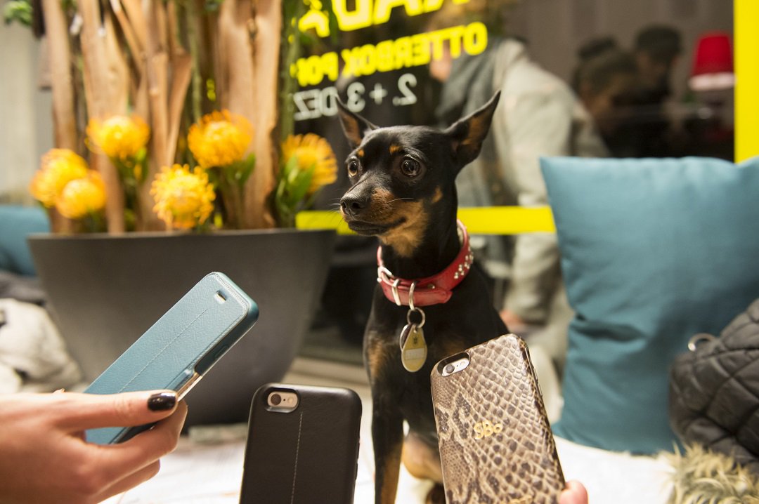 #wbw to #StradaLounge and the real star of the show! 😍 #dog #dogs #dogsoftwitter