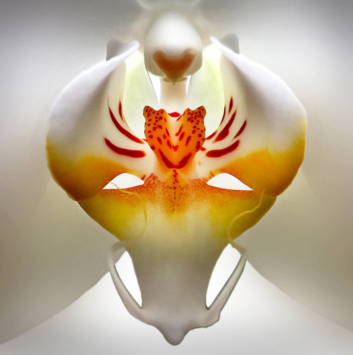 Stuart Duff is a ‘specialist' Still Life photographer. kalectiv.photography/representing-p…
<a href="/mcqueensflowers/">McQueens Flowers</a> <a href="/voguemagazine/">Vogue Magazine</a> 
<a href="/Harrods/">Harrods</a> <a href="/wmag/">W Magazine</a>