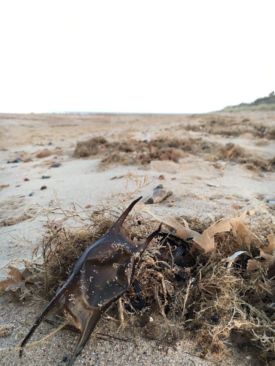 hazelEM1's tweet photo. Looking forwards to Aprils Searching for Sharks at Holme Dunes 12th April #eggcases #sharks @SupportNWT https://t.co/83YbPm3baG https://t.co/tfpcXTQ5pa
