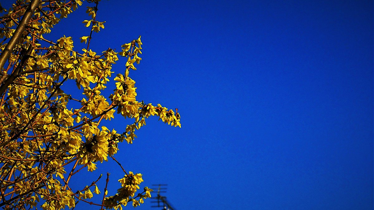 4_jonathonpaul's tweet image. &apos;Blossom,Blue Sky,Simply Spring&apos; #SpringIn5Words @SpringWatchUK @BBCWthrWatchers @carolkirkwood @BBCCountryfile #spring @slsf4 @RugeAnnette