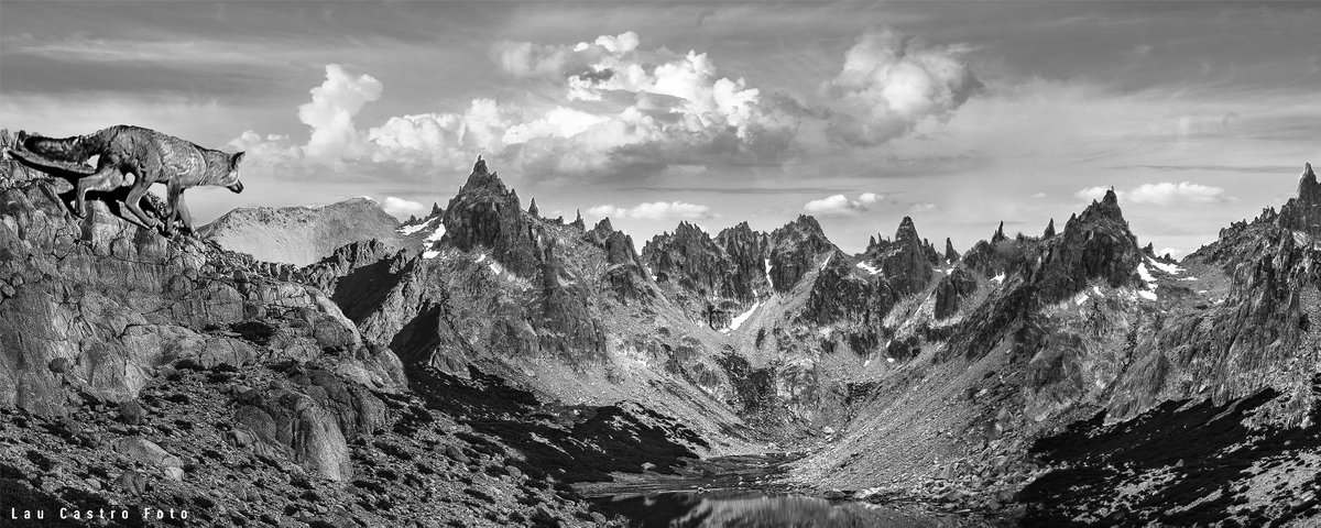 Tarde gloriosa en el Refugio Frey, Bariloche. Amigo zorro acompaña la admiración por esta belleza <3
#SemanaLoca <a href="/almundo_ar/">Almundo</a>  <a href="/bastatodo/">bonustrackmetro</a>