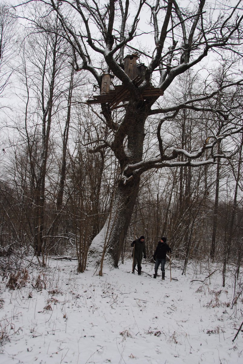 bartnictvo's tweet image. #treebeekeeping platform in #Nalibocka forest #Belarus