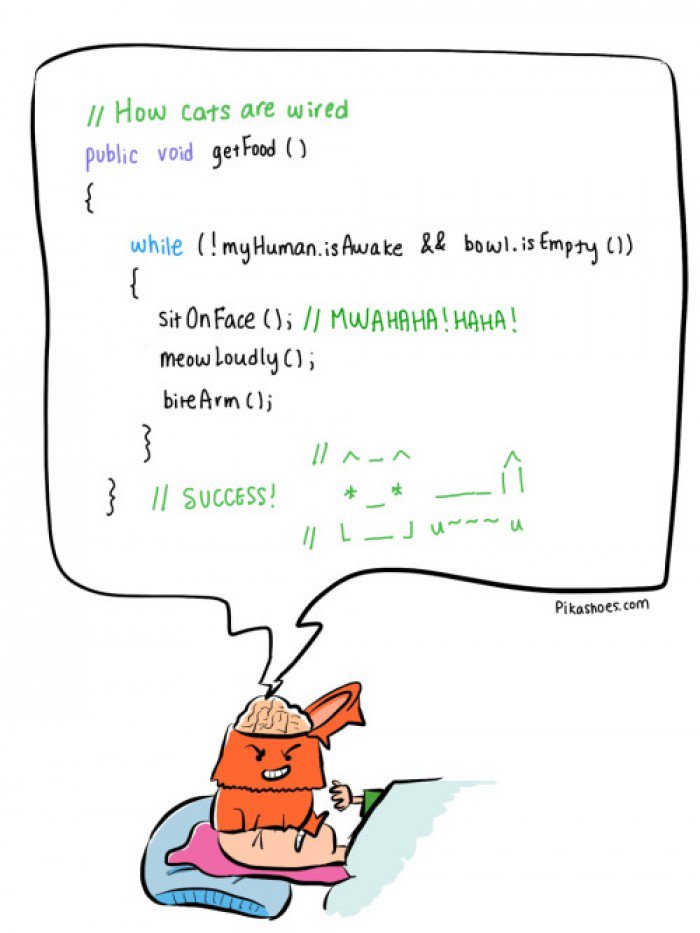 pochtidaromm's tweet photo. How your cat thinks... https://t.co/EV95nUTAbK https://t.co/p9NA1qISmb