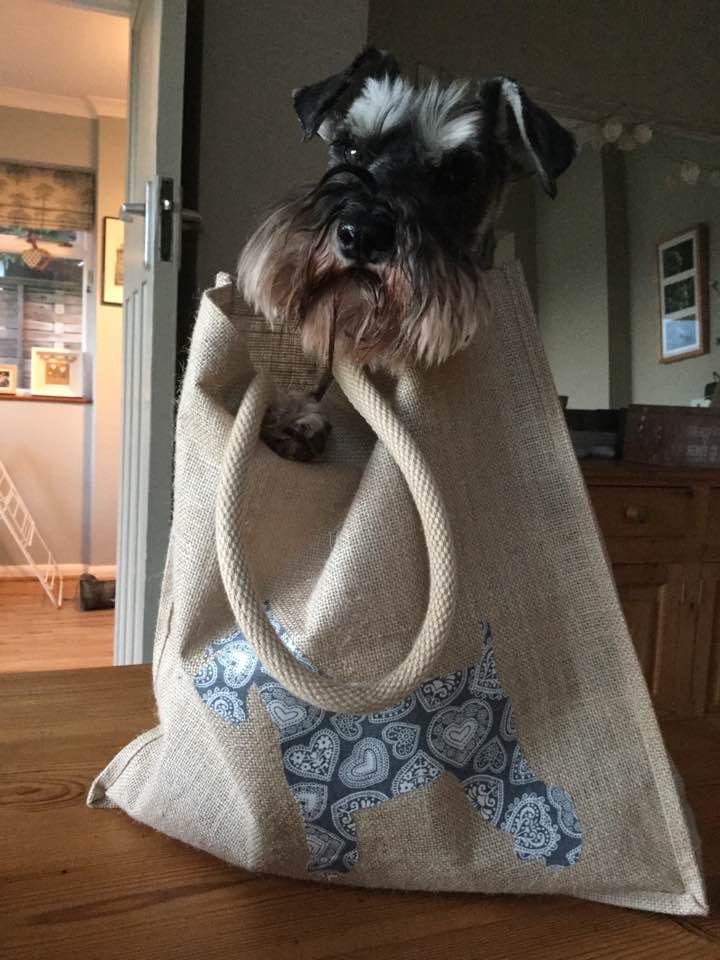 dorkingcorrie's tweet image. Daisy loves her #Schnauzer #shopping bag so much she&apos;s got inside it! #DogLover #MothersDaygifts