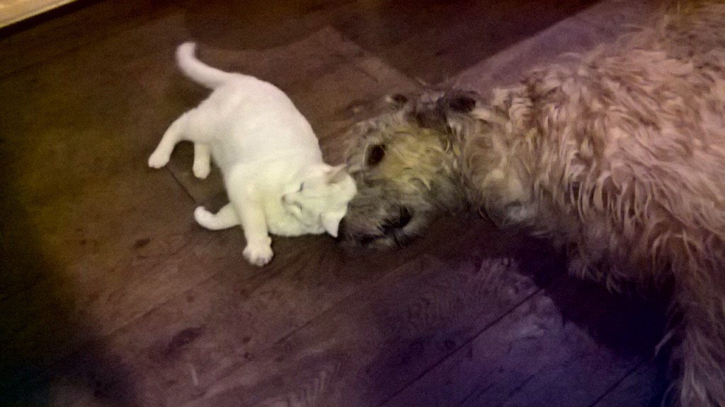 CasperStuart's tweet image. Een momentje van huisdier vriendschap in mijn eigen keuken, gewoon omdat dat kan.