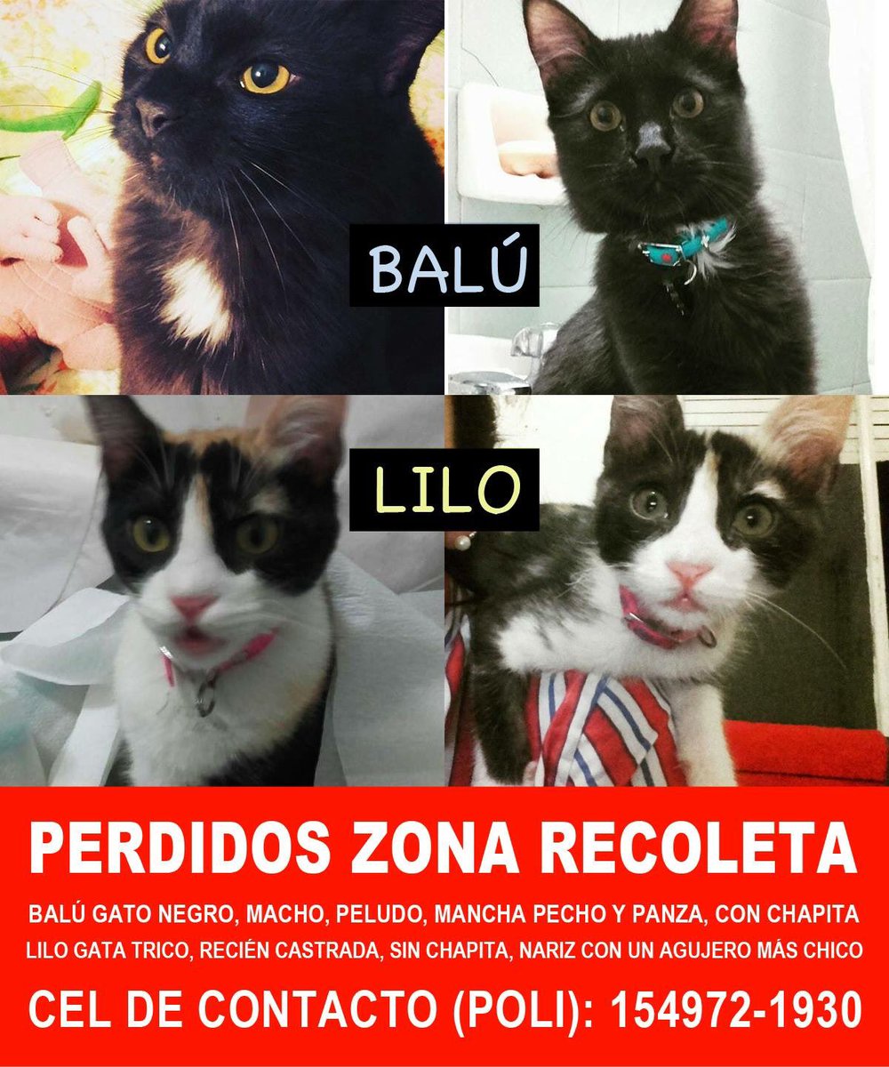 Porfa les pedimos máxima difusión: se perdieron Balú y Lilo en Recoleta en medio de una mudanza. Zona: Gelly y Obes al 2300. Plis mucho RT.