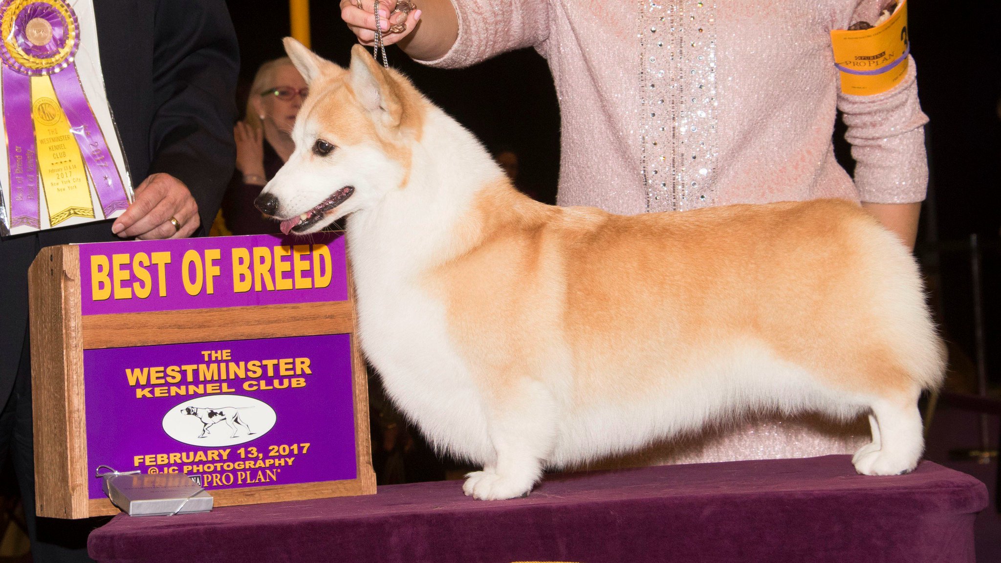 Westminster Kennel Club X Meet the Pembroke Welsh Corgi image BoB GCH CH Coventry Allure At Wyndstar. Watch this year s judging https t 7sZCkjTZAC BreedADay https t p7nSOBtCyD X
