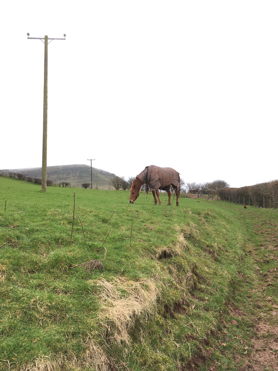 GHirst01's tweet photo. Someone decided to be a free range pony today #roamingroundthefarm #menace #polarbear https://t.co/bMvb5mSpak